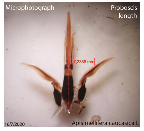 Apis mellifera caucasica proboscis